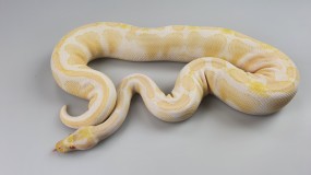 0,1 Python regius 