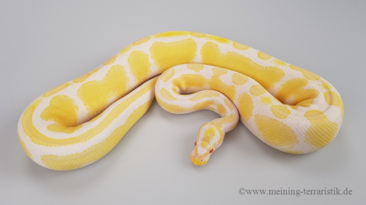 0 1 Python Regius Albino 50 Het Piebald Enz 16 Konigspythons Schlangen Tierbestand Meining Terraristik