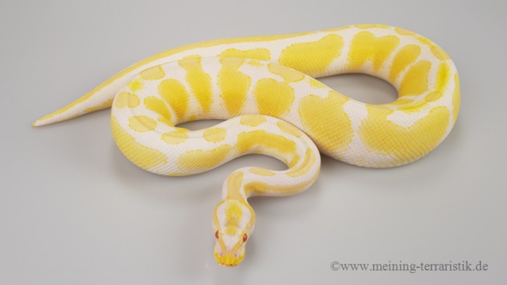 0 1 Python Regius Albino 50 Het Piebald Enz 16 Konigspythons Schlangen Tierbestand Meining Terraristik