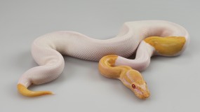 0,1 Python regius 