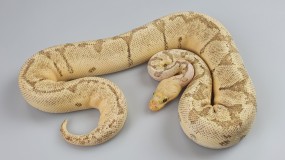 0,1 Python regius 