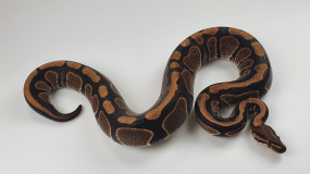 0.1 Python regius 