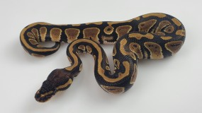 0,1 Python regius 