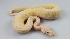 0,1 Python regius 
