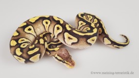 0,1 Python regius 