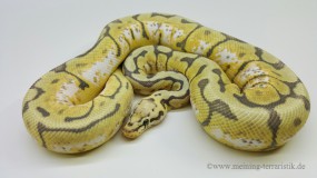 0,1 Python regius 