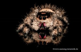 Phidippus regius, Nord Florida Springspinne, 3-4 mm, FH 3