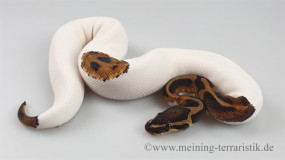 0.1 Python regius 