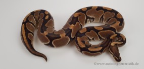 Python regius DNZ 2022