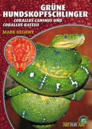 Grüner Hundskopfschlinger - Corallus caninus