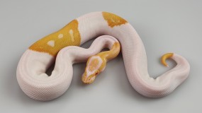 1,0 Python regius 