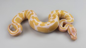 1,0 Python regius 