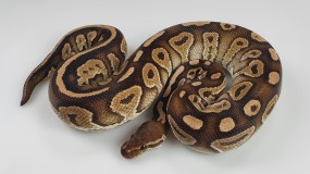 1,0 Python regius 