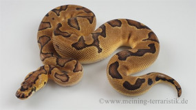1,0 Python regius 