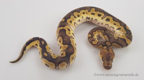 1,0 Python regius 