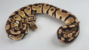 1,0 Python regius 