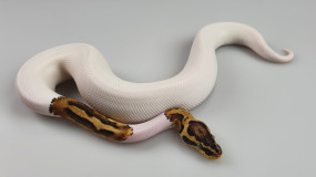 1,0 Python regius 