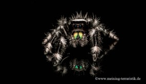Phidippus regius, Florida Springspinne, ca. 10 mm