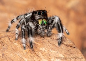 Phidippus regius, Springspinne, ca. 5 mm Körper
