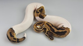 1,0 Python regius 