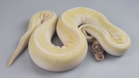 1,0 Python regius 