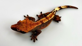 Kronengecko, Rhacodactylus ciliatus DNZ 2025