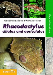 Rhacodactylus ciliatus und auriculatus