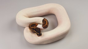 1,0 Python regius 