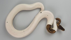 1,0 Python regius 