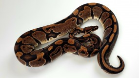 0,1 Python regius 