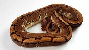 0,1 Python regius Pinstripe, DNZ 2016, ca. 1500g