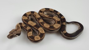 Boa constrictor imperator 