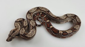 Boa constrictor imperator DNZ 2021