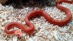 0.1 Pantherophis guttatus DNZ 2022 