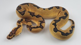 0,1 Python regius 