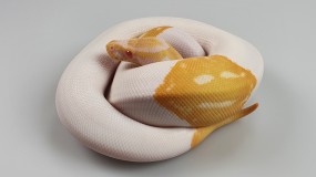 0,1 Python regius 