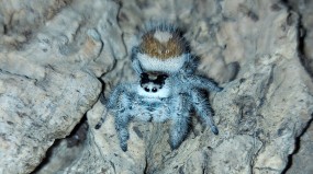 0.1 Phidippus regius, Springspinne 