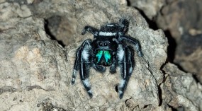 Phidippus regius, Springspinne, ca. 5 mm Körper