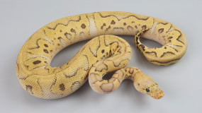 0,1 Python regius 
