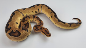 0,1 Python regius 