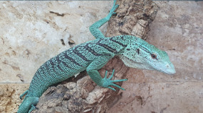 1,0 Varanus prasinus DNZ 9/2021