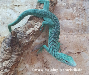 1,0 Varanus prasinus DNZ 6/2022