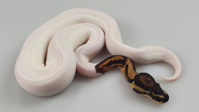 1,0 Python regius 