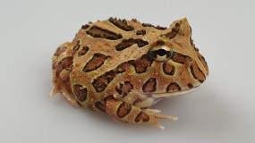 Schmuckhornfrosch ( Ceratophrys cranwelli ) ca. 3 cm, DNZ 2022
