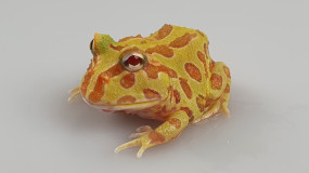 Schmuckhornfrosch ( Ceratophrys cranwelli ) ca. 4 cm, DNZ 2023
