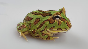 Schmuckhornfrosch ( Ceratophrys cranwelli ) ca. 4 cm, DNZ 2023