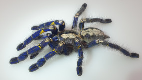 Poecilotheria metallica, ca. 1,5 cm Körperlänge