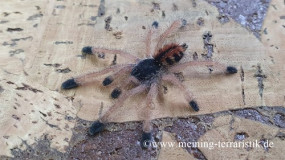 Avicularia cf. metallica Körperlänge ca. 2 cm