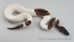 0.1 Python regius 