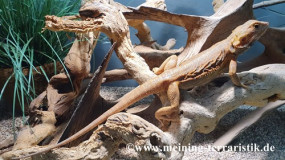 1,0 Pogona vitticeps orange, DNZ 2025